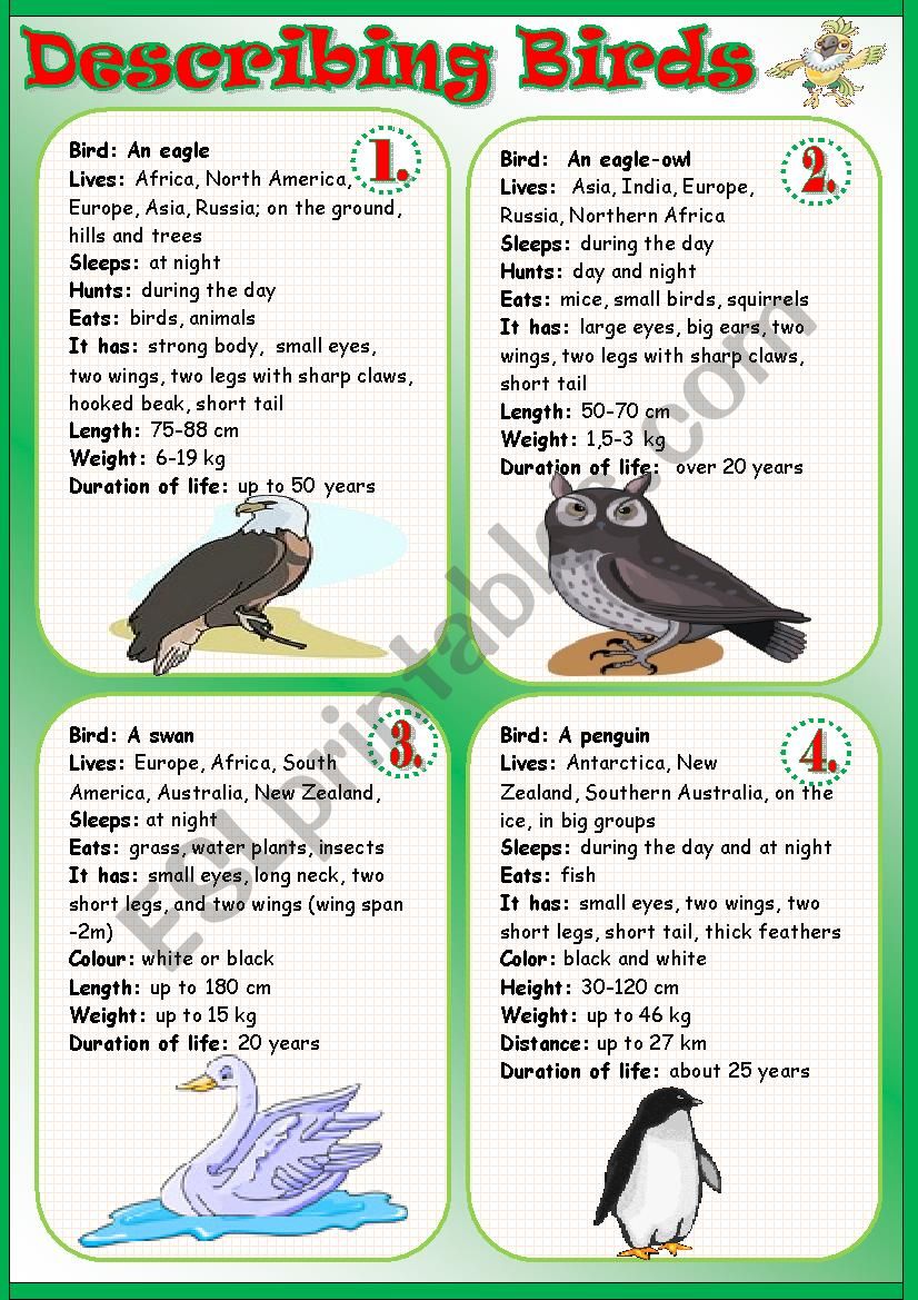 Describing Birds worksheet