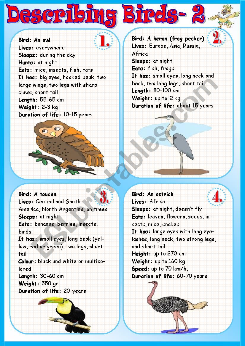 Describing Birds 2 worksheet