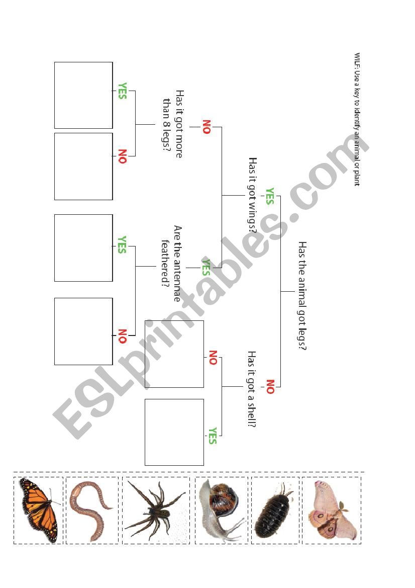 Animal Flow Chart worksheet