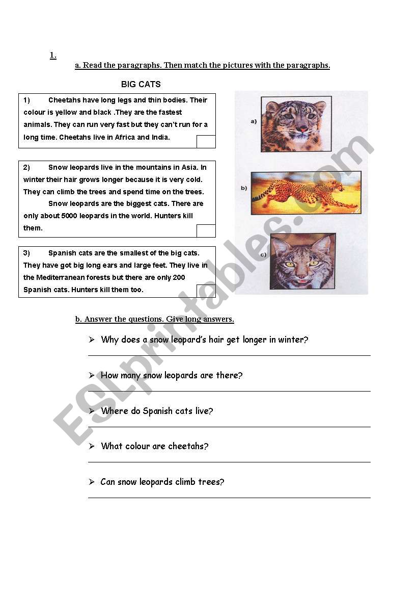 BIG CATS worksheet