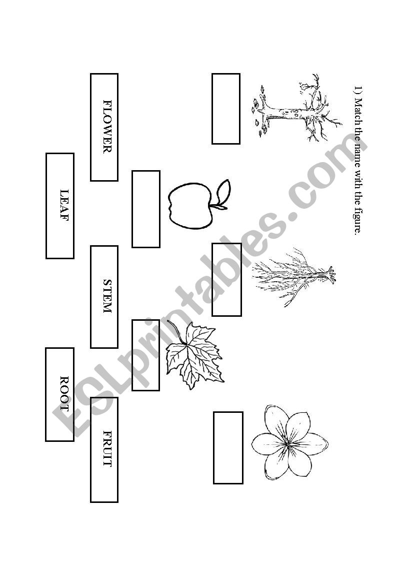 Parts of the plant worksheet