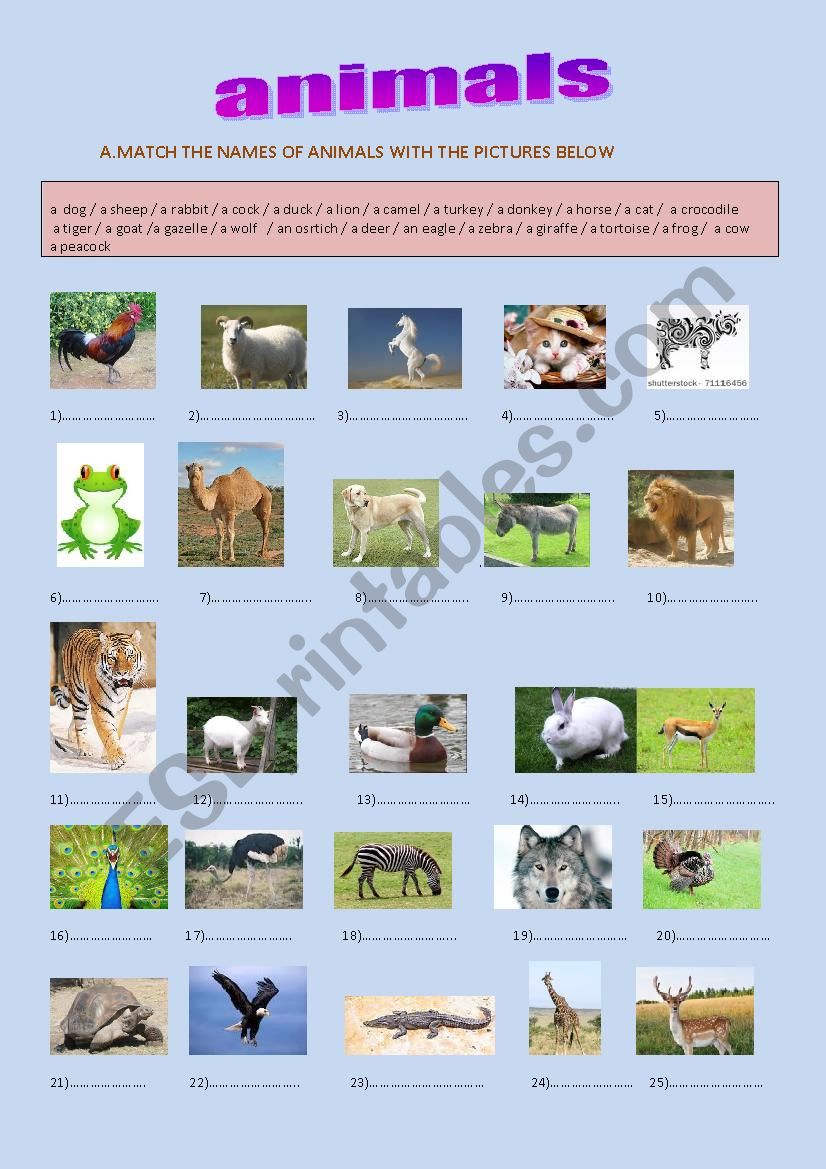 names of animals with pictures