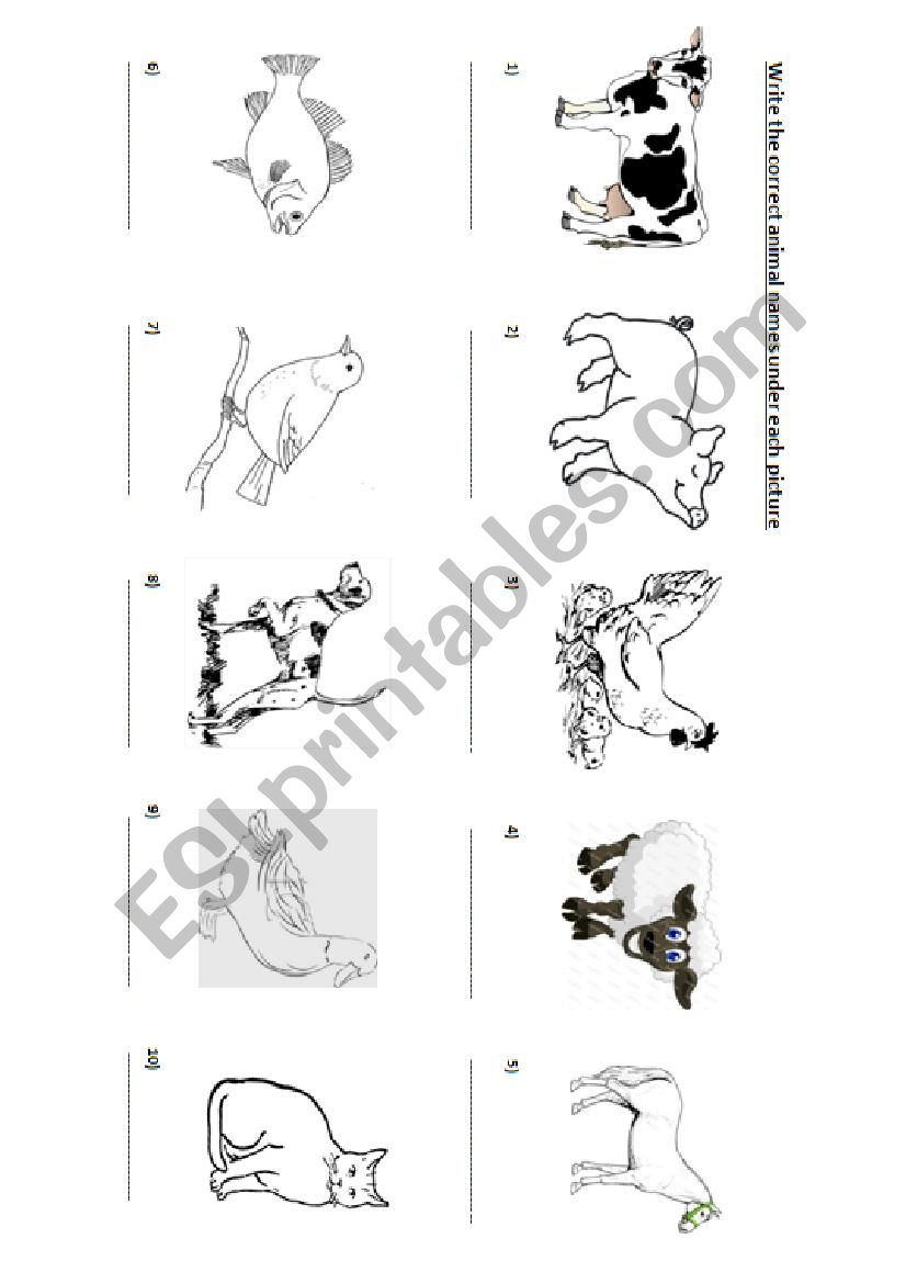 Write the correct animal names Write the correct animal names