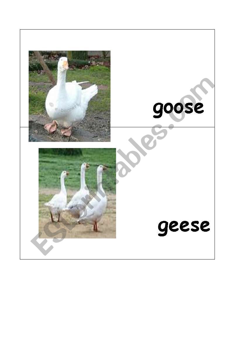goose-geese worksheet