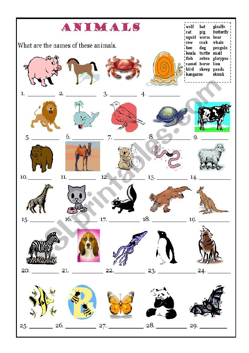 Animals Match worksheet