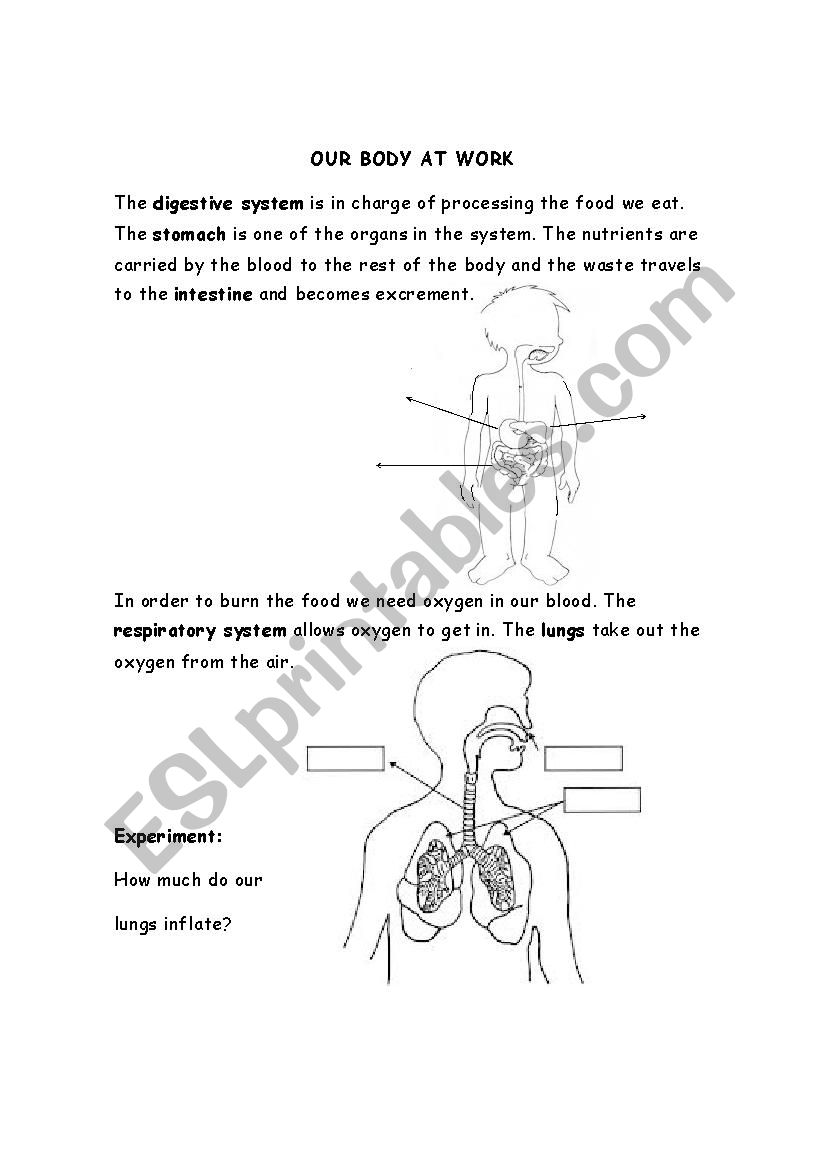 Our body at work worksheet