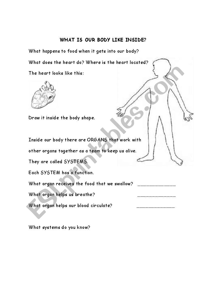 What is our body like inside? worksheet