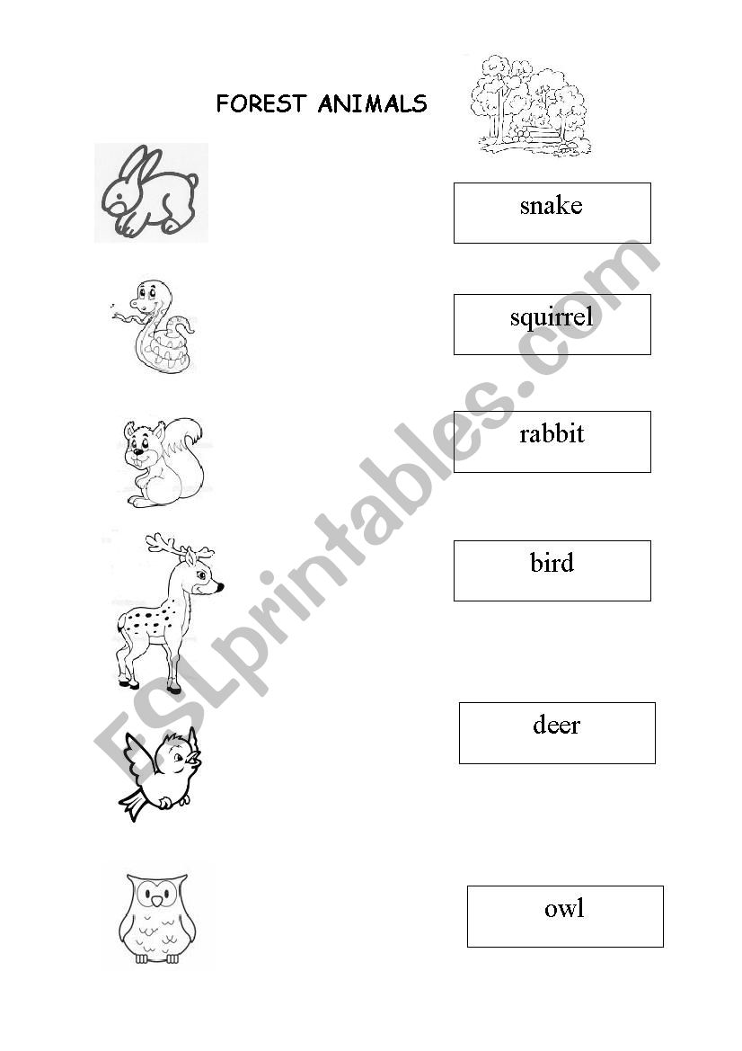 forest animals worksheet