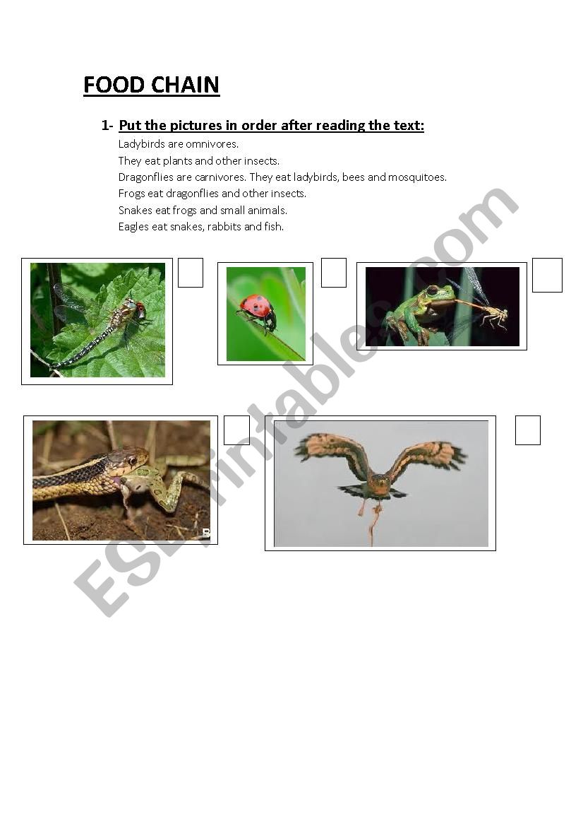 Food chain worksheet