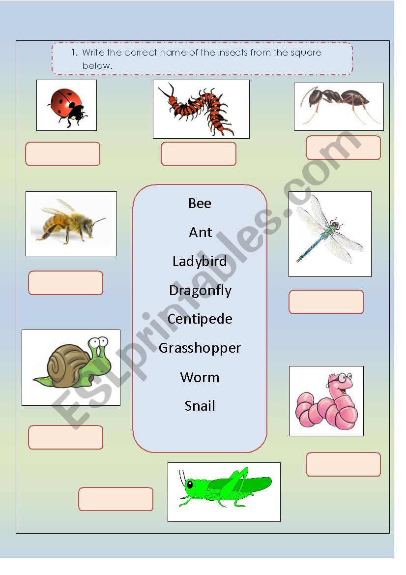 Insects worksheet