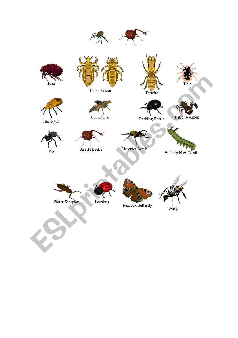 insects worksheet