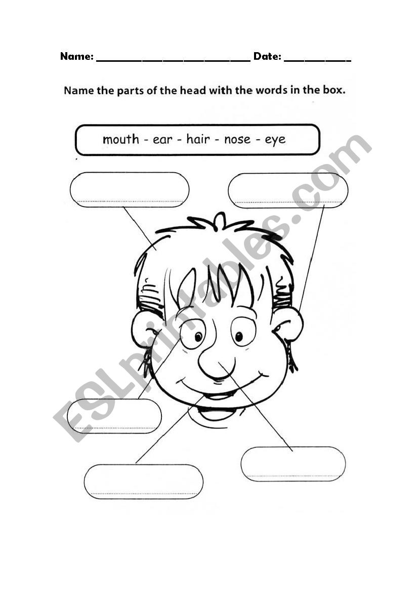 Head Vocabulary worksheet