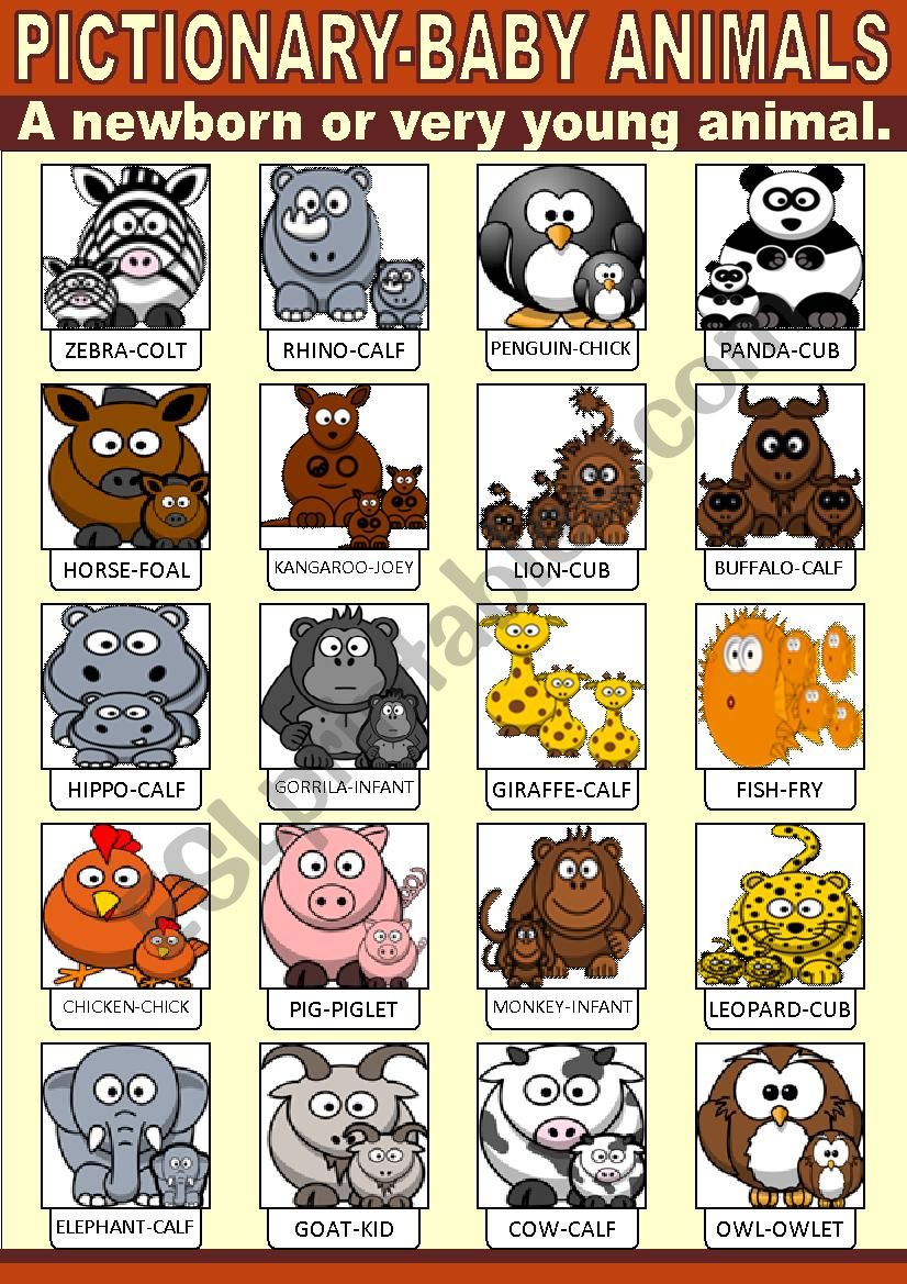 Baby Animals Pictionary worksheet