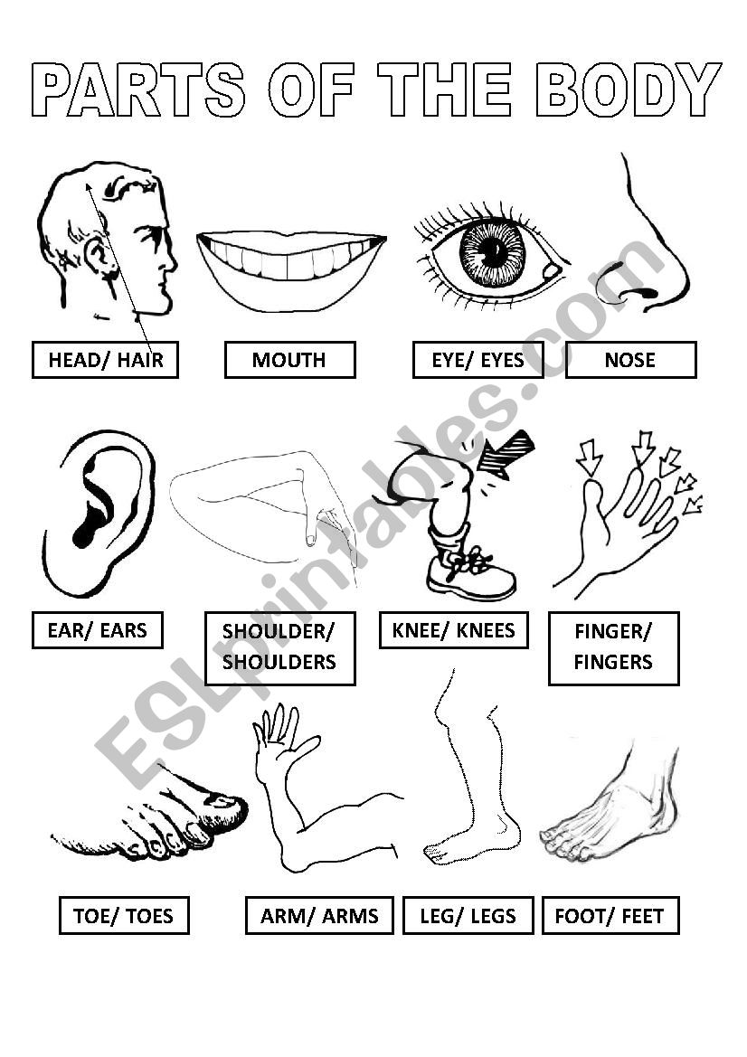 body worksheet