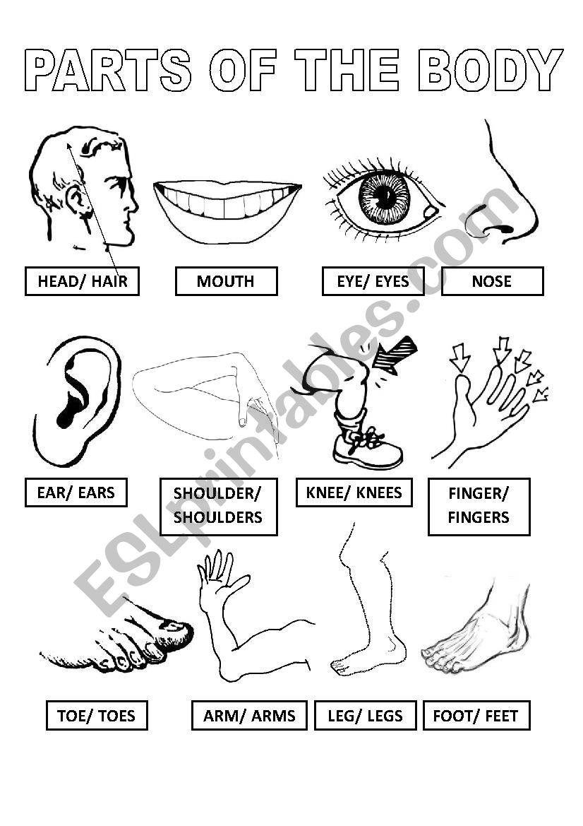 body worksheet