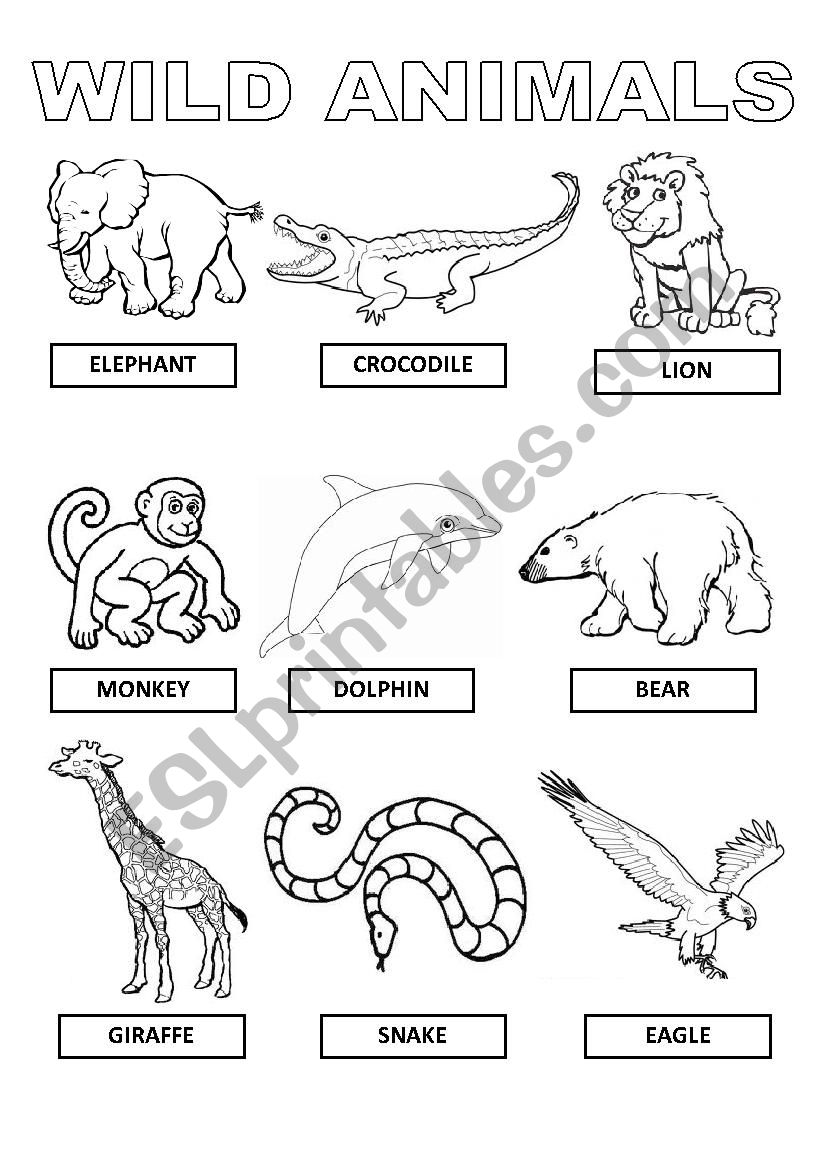 wild animals worksheet