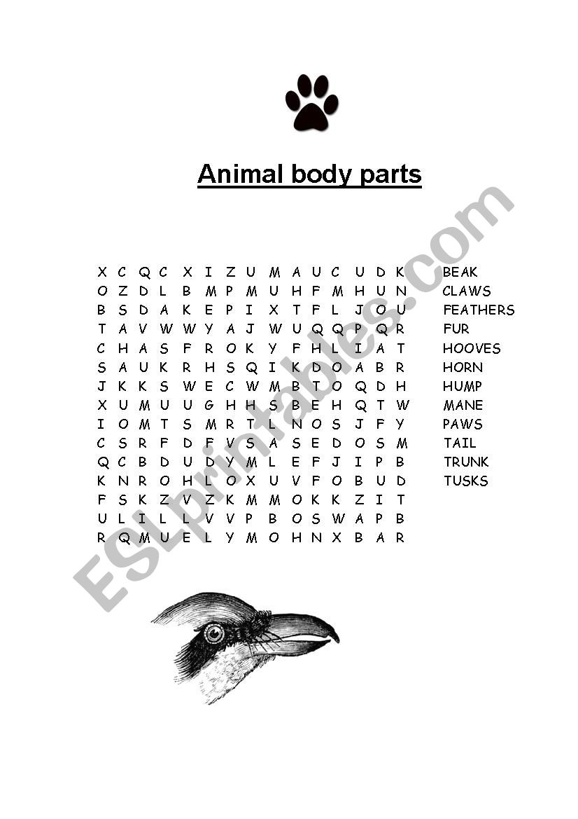 Animal body parts worksheet