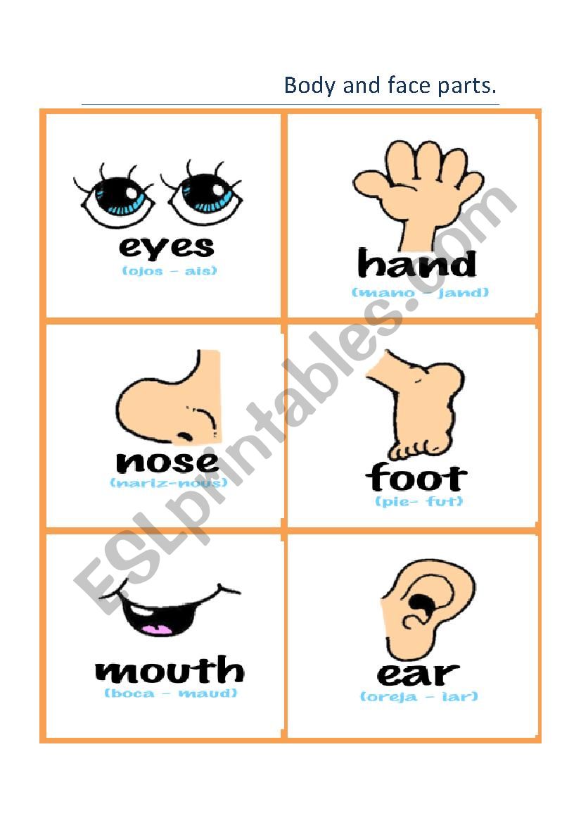 Body and face parts worksheet