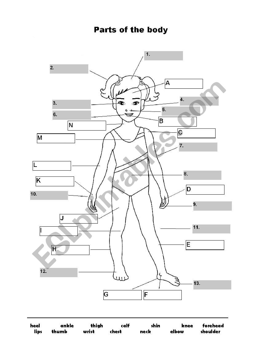 Parts of the body worksheet