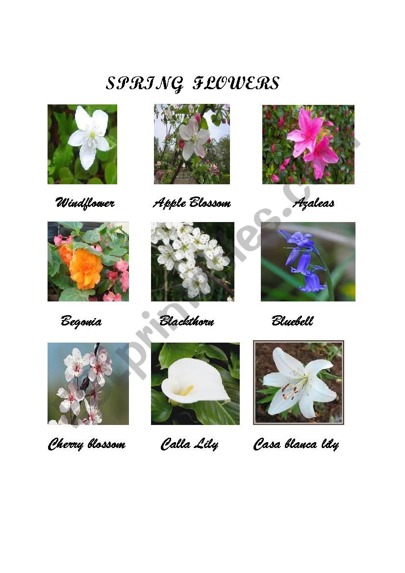 Spring flowers worksheet