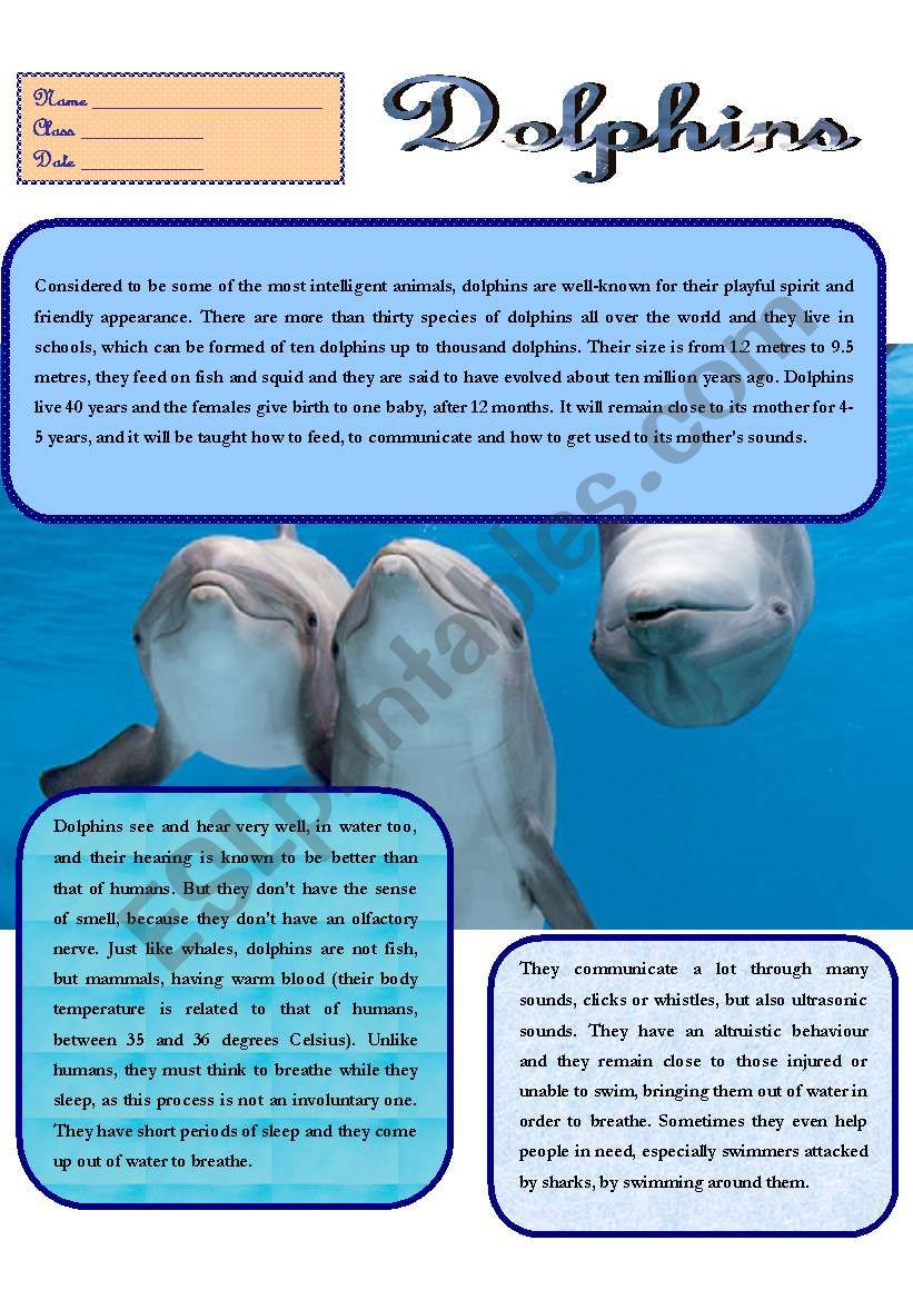 DOLPHINS worksheet