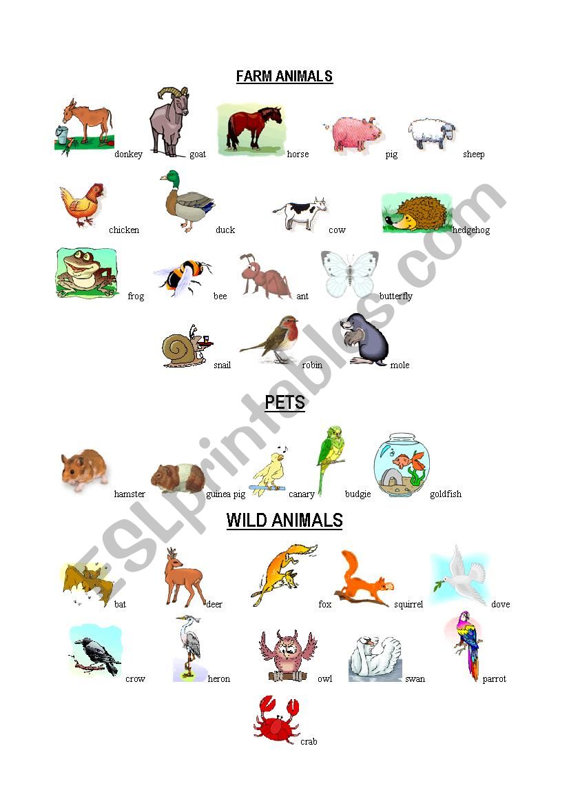 Animal Pics worksheet