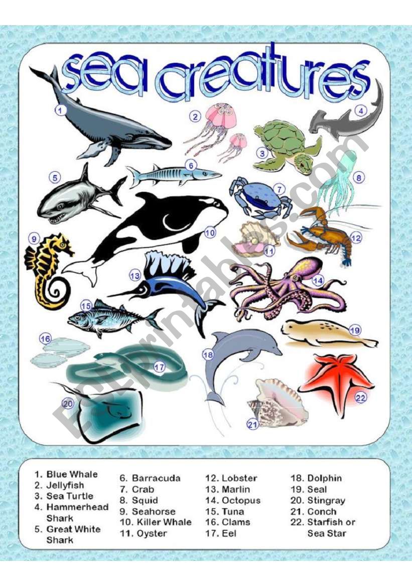 Sea Creatures Picture Dictionary