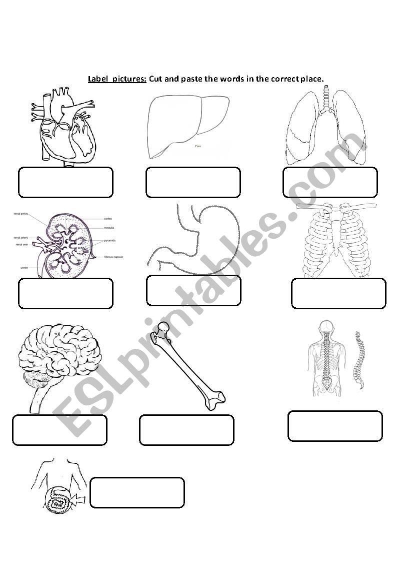 Internal Body Organs worksheet