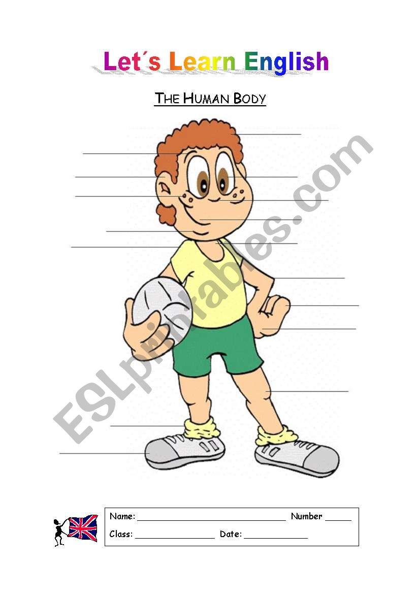 The Human Body worksheet