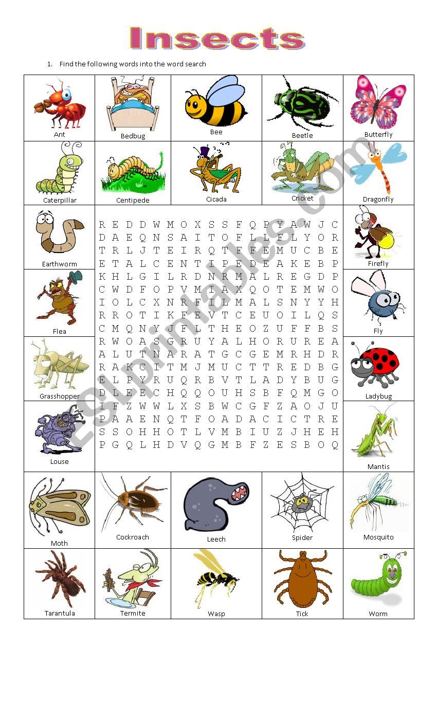 INSECTS worksheet