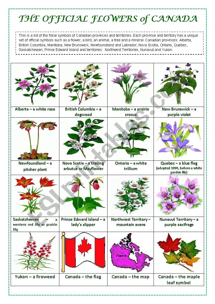 THE OFFICIAL FLOWERS OF CANADA (a pictionary)