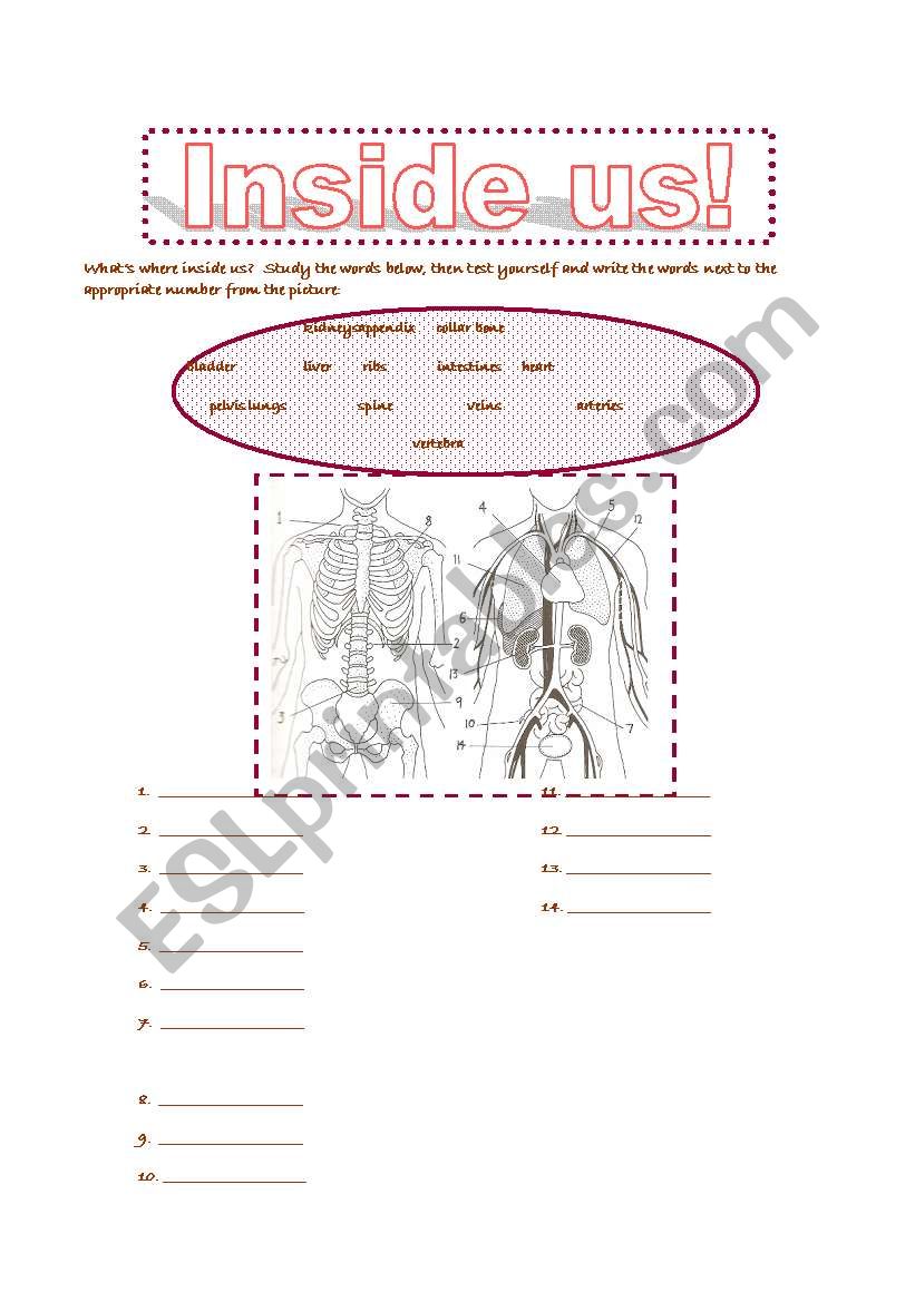 INSIDE US! worksheet