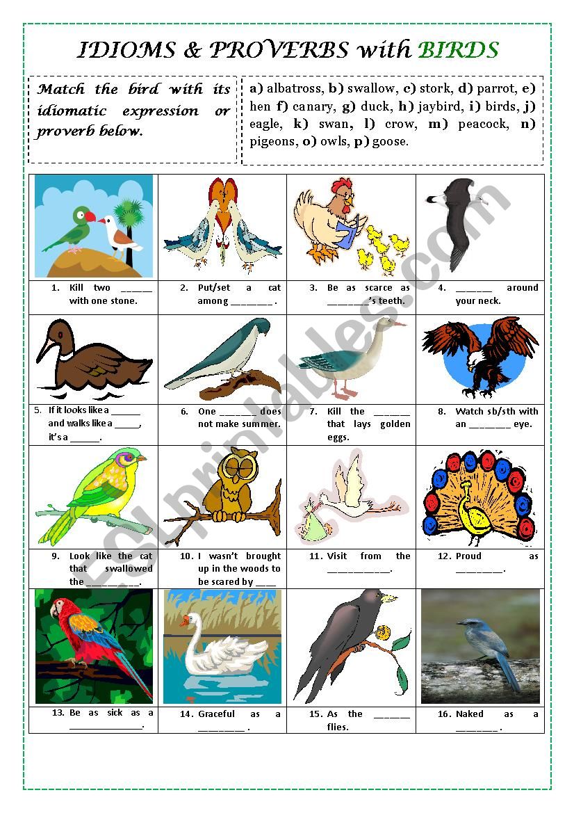 BIRD IDIOMS AND PROVERBS (+ key and explanations) - ESL worksheet by  alexcure
