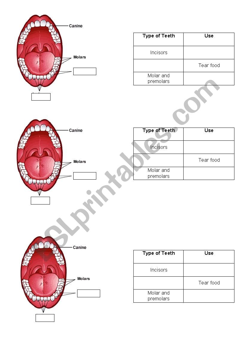 Type of Teeth worksheet