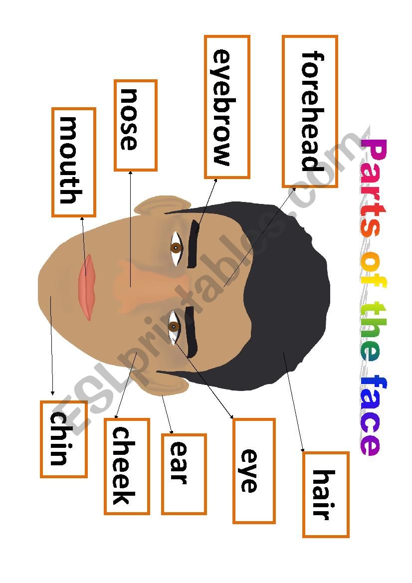 PARTS OF THE FACE worksheet