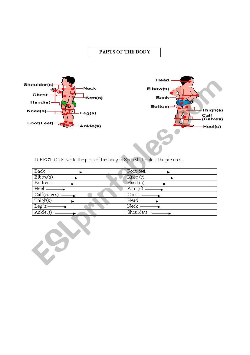 PARTS OF THE BODY worksheet