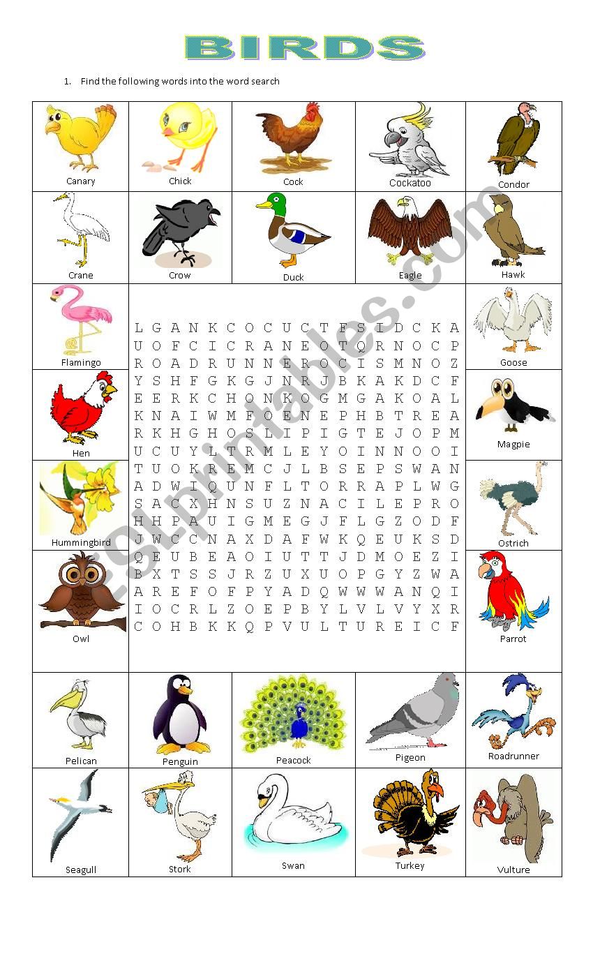 BIRDS worksheet