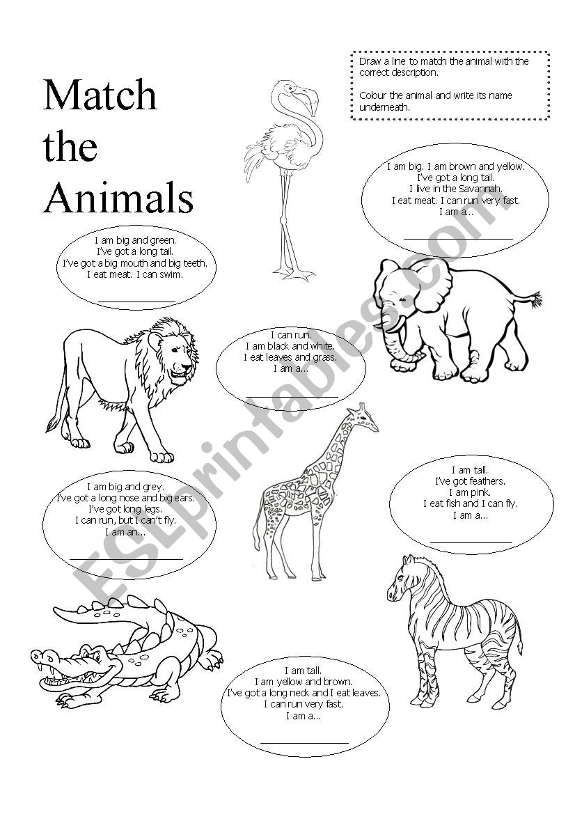 Wild Animal Read and Match worksheet