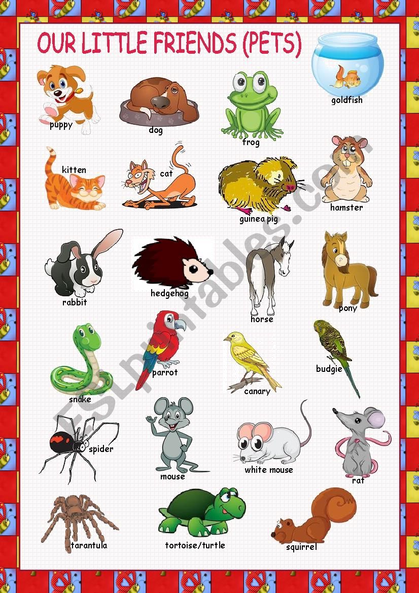 Pets Picture Dictionary worksheet