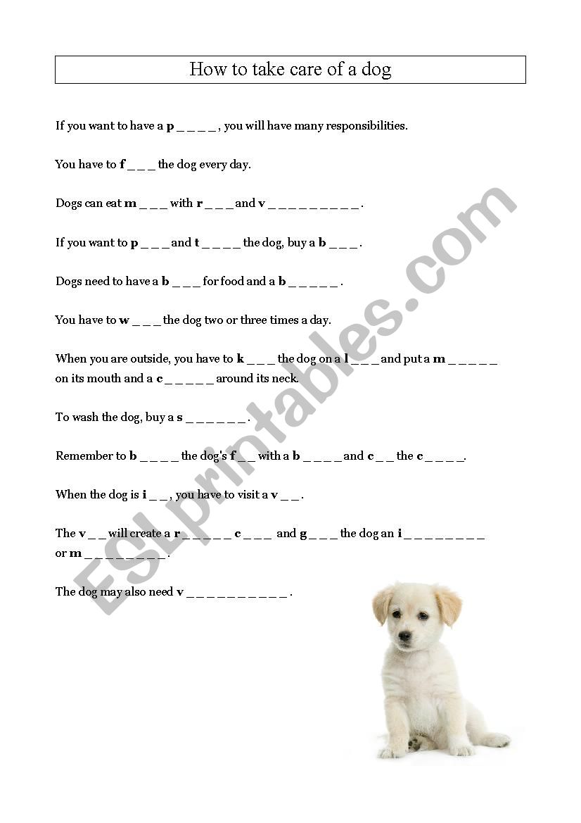 How to take care of a dog - vocabulary