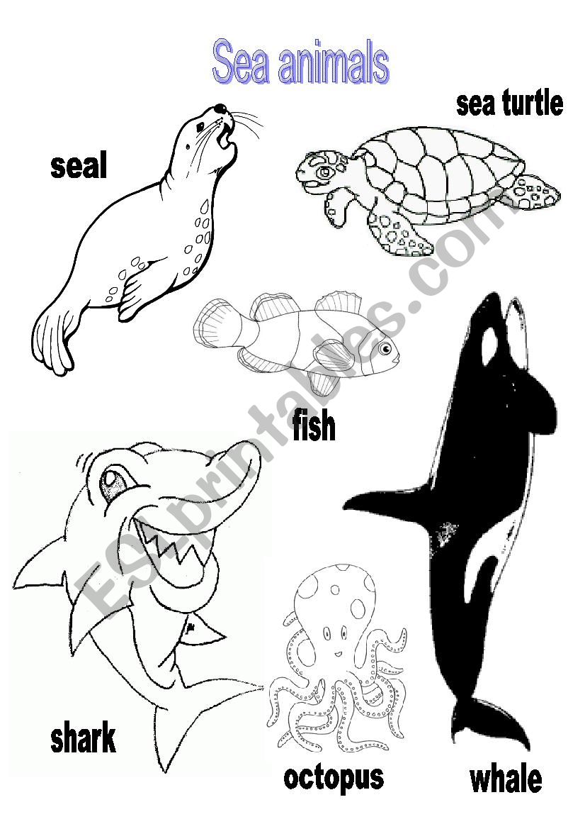 Sea Animals worksheet