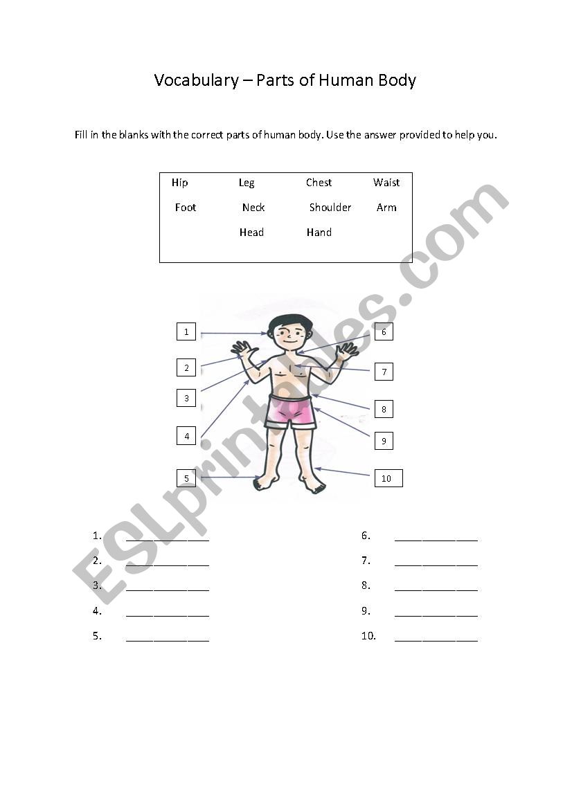 Human Parts of Body worksheet