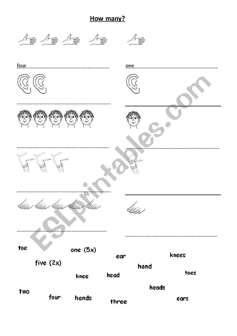 bodyparts - plural s worksheet