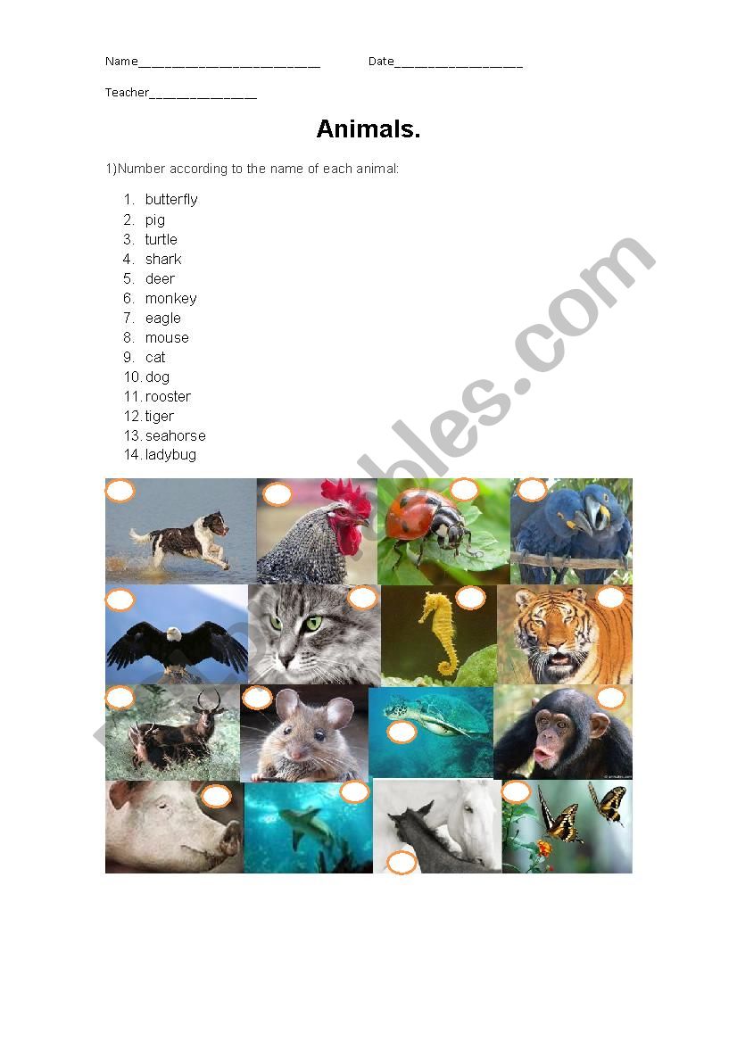 Animals worksheet