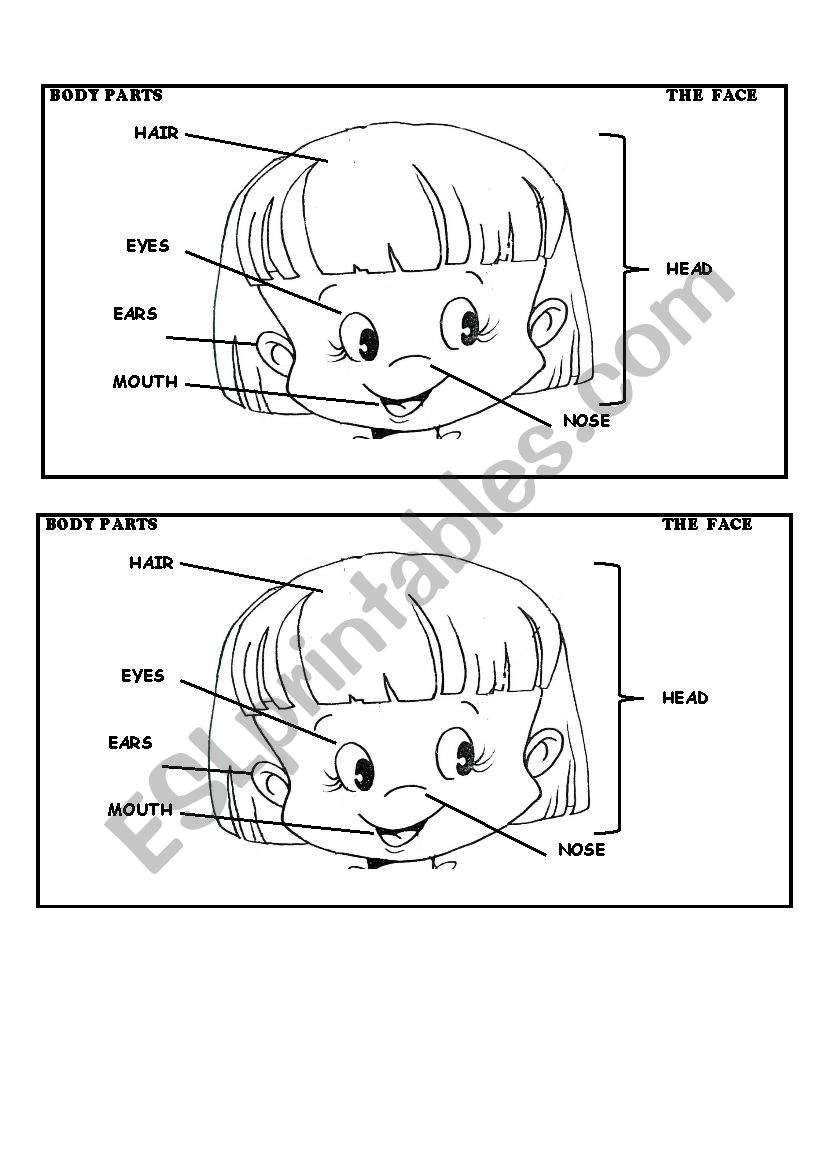 body parts worksheet