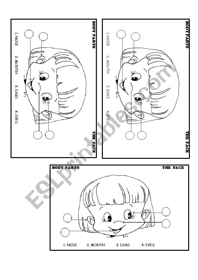 body parts worksheet