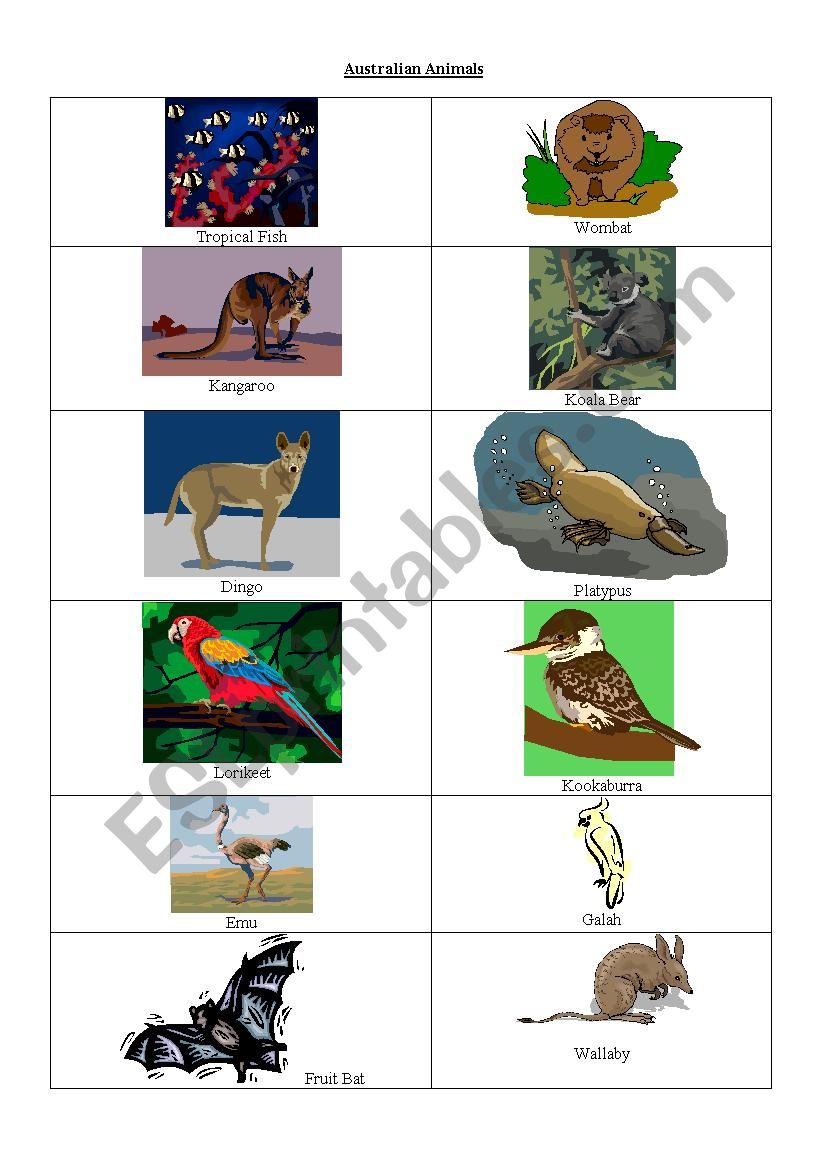 Australian Animals worksheet