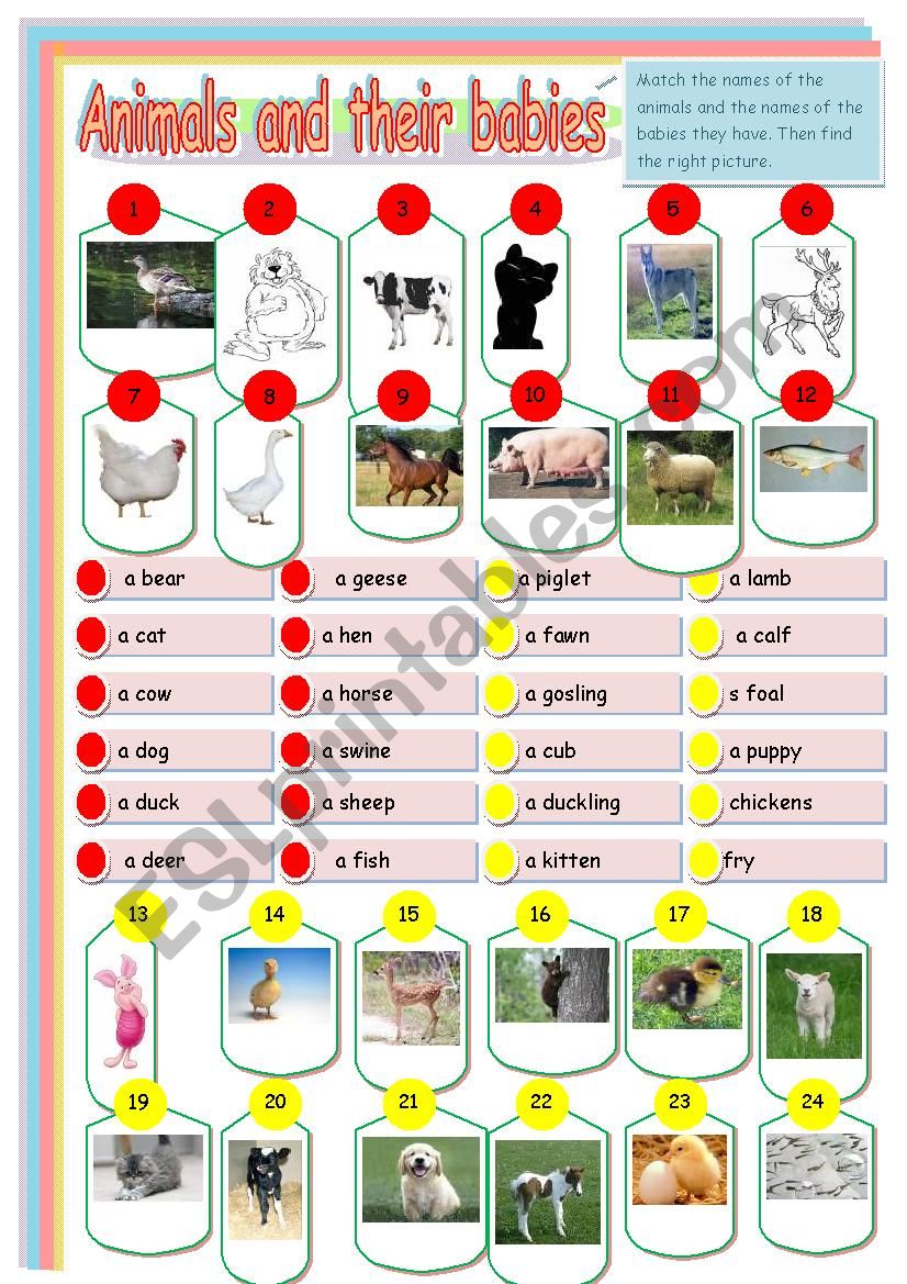 Animals and their babies worksheet