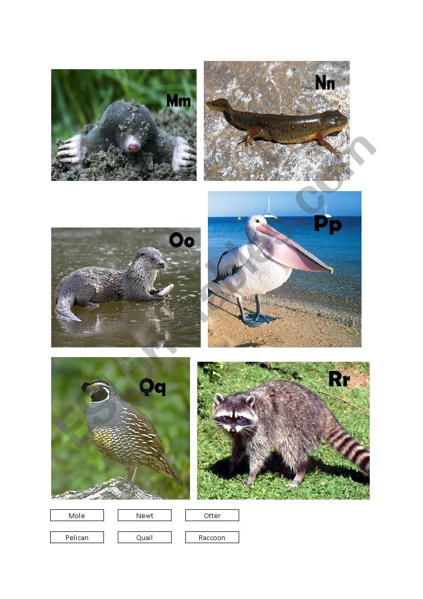 Animals A-Z (Page 03 - M-R) worksheet