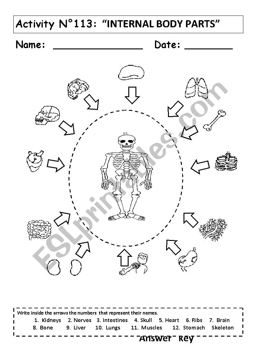 INTERNAL BODY PARTS worksheet